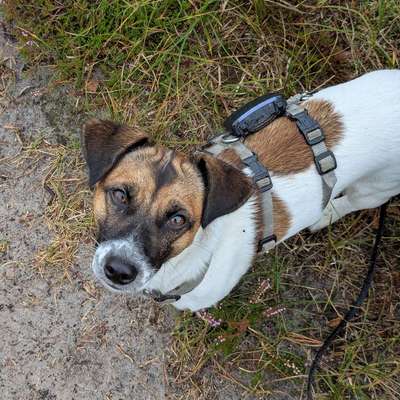Hundetreffen-Hundekumpels gesucht-Bild