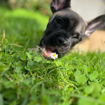 Hundetreffen-Social Walk in um Möhnesee/Soest