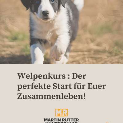 Giftköder-Welpenkurs-Bild