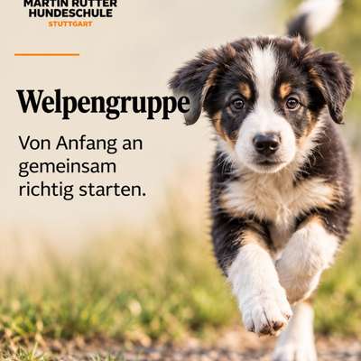 Giftköder-Welpengruppe-Bild