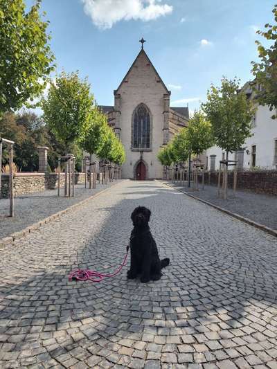 Goldendoodle-Beitrag-Bild