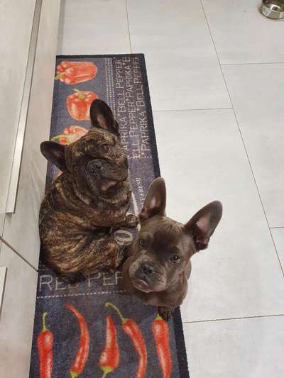 Zeigt her eure Frenchi-Beitrag-Bild