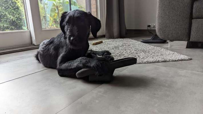 Mischlinge raten - Rätselspaß-Beitrag-Bild