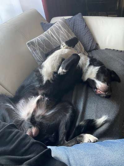 Zeigt mir die lustigsten Schlafpositionen eurer Fellnasen-Beitrag-Bild