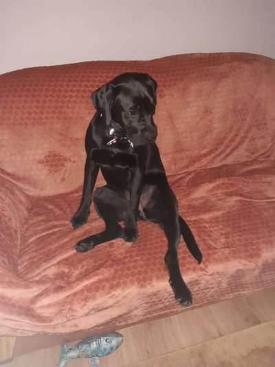 Wie heißt dein Hund?-Beitrag-Bild