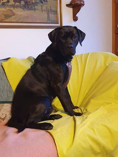 Mischlinge raten - Rätselspaß-Beitrag-Bild