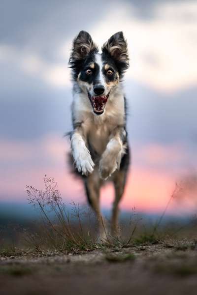 %{de_profession_title}-Dogs in Action-Bild