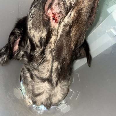 Naht aufgegangen nach OP an Lefze/Schleimhaut-Beitrag-Bild