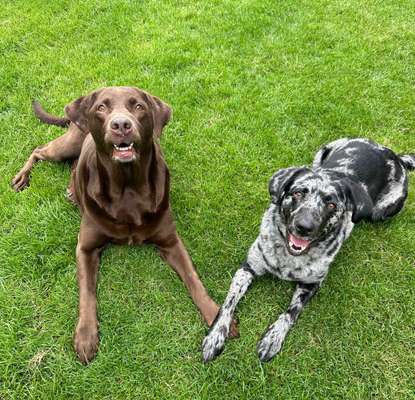 euer ältester Hund ?-Beitrag-Bild