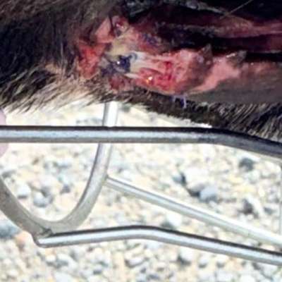 Naht aufgegangen nach OP an Lefze/Schleimhaut-Beitrag-Bild
