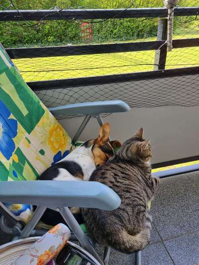 Fotochallenge Nr 96.: Bunt, Bunter, Hund 💐🌹🍁-Beitrag-Bild