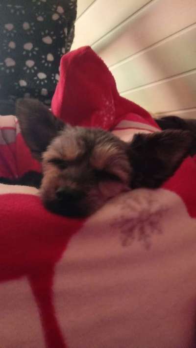 Lieblingsbild von euren Hunden?-Beitrag-Bild