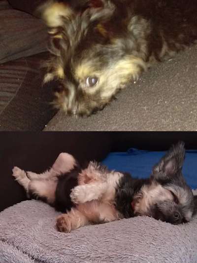 Vom Welpen zum Hund-Beitrag-Bild