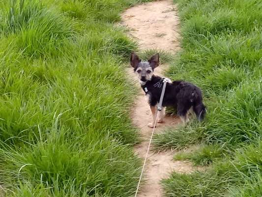 Gassigehfreunde und Schöne laufstrecken mit Hund in Kerpen-Beitrag-Bild