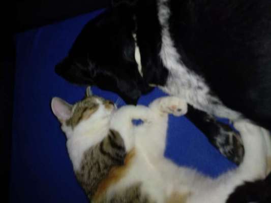 Lieblingsbild von euren Hunden?-Beitrag-Bild