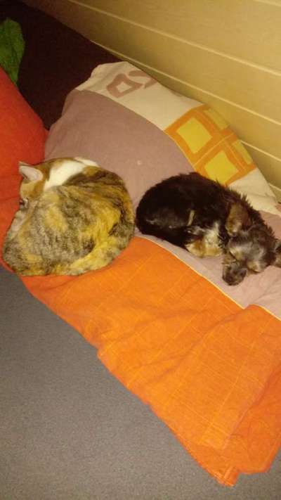Hund und Katz Momente-Beitrag-Bild