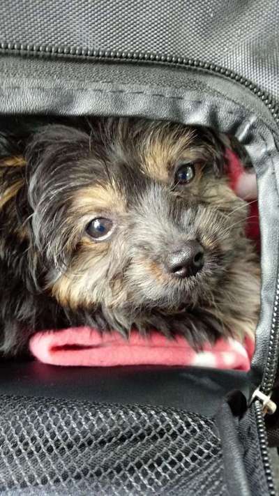 Welpen Bilder !-Beitrag-Bild