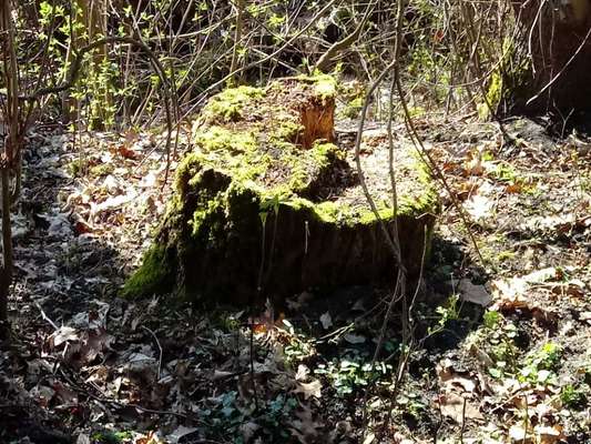 Die wunderschöne Welt mit Hund.-Beitrag-Bild
