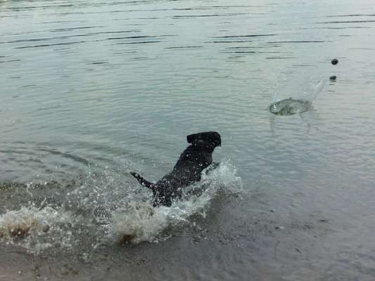 Zeigt mal die schönsten Bilder von euren Hunden !-Beitrag-Bild