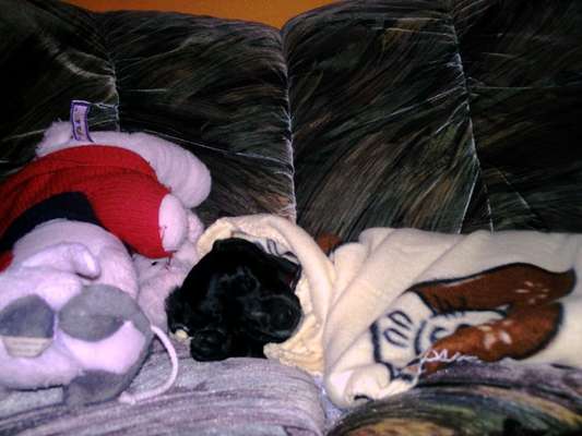 Welpen Bilder !-Beitrag-Bild