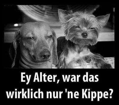 Hunde Memes-Beitrag-Bild