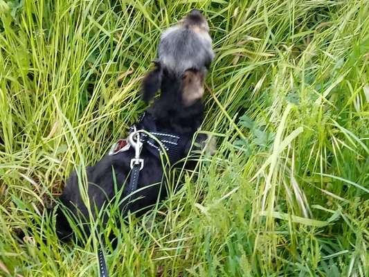 Die Dogorama Monats Challenge "Es grünt und blüht"-Beitrag-Bild