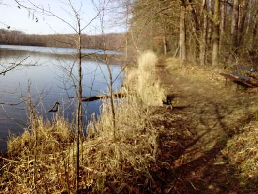 Die wunderschöne Welt mit Hund.-Beitrag-Bild