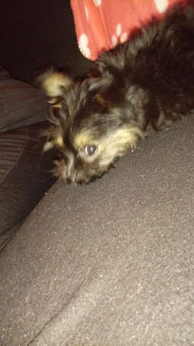 Welpen Bilder !-Beitrag-Bild