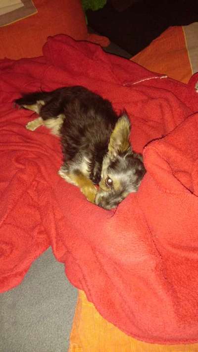 Yorkshire Terrier-Beitrag-Bild