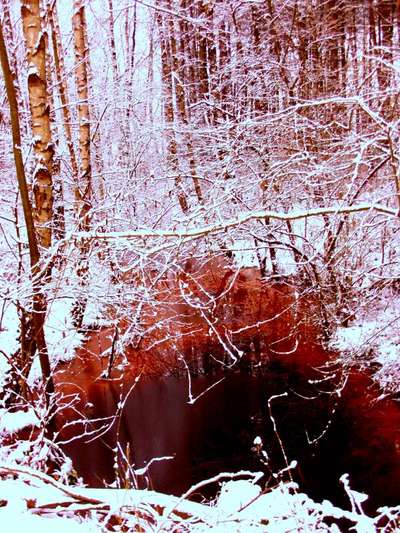 Die wunderschöne Welt mit Hund.-Beitrag-Bild