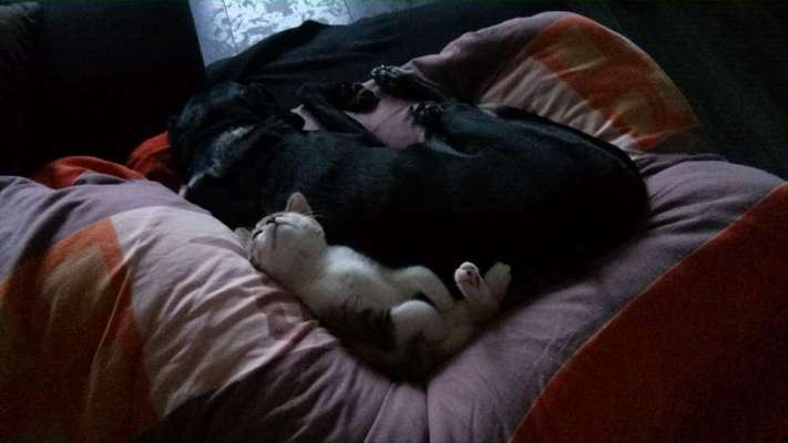 Lieblingsbild von euren Hunden?-Beitrag-Bild