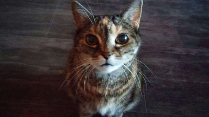 Unsere Sternchen ******-Beitrag-Bild