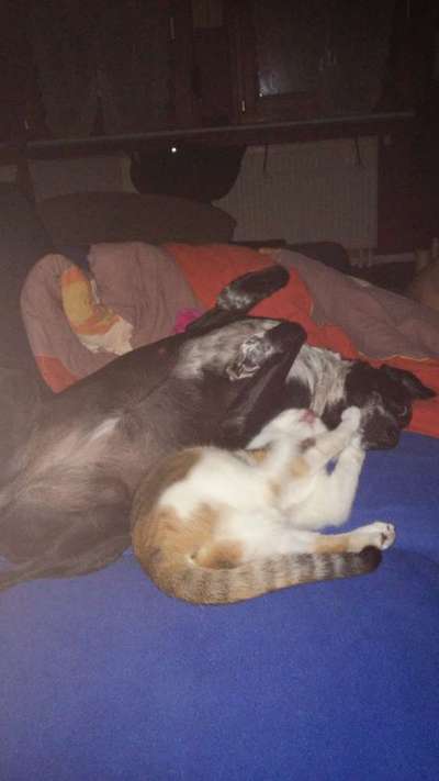 Lieblingsbild von euren Hunden?-Beitrag-Bild