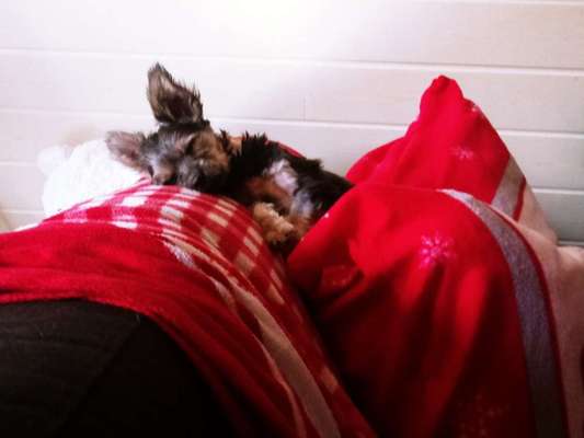 Die unbequemsten und lustigsten Schlafpositionen-Beitrag-Bild