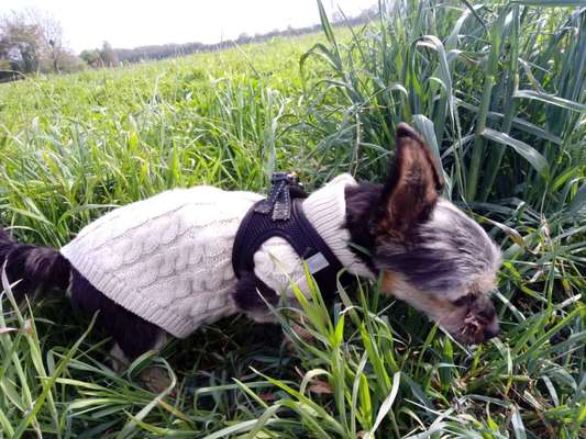 Lieblingsbild von euren Hunden?-Beitrag-Bild