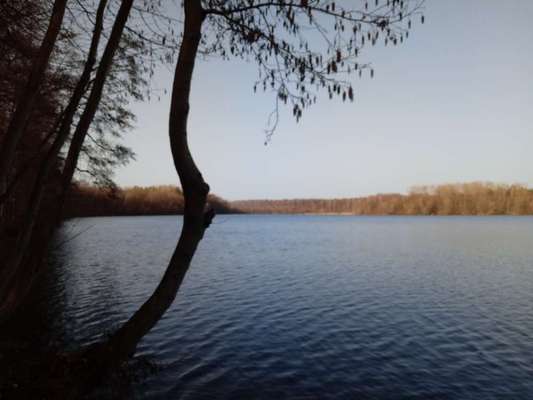 Die wunderschöne Welt mit Hund.-Beitrag-Bild