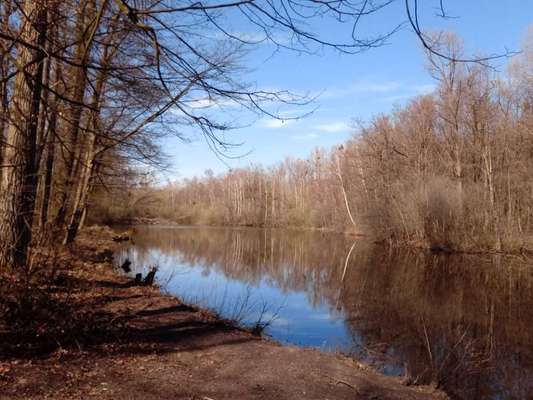 Die wunderschöne Welt mit Hund.-Beitrag-Bild