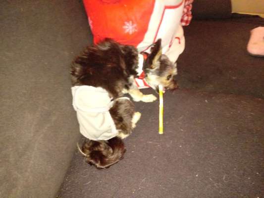 Welpe macht nach Gassi gehen in die Wohnung-Beitrag-Bild