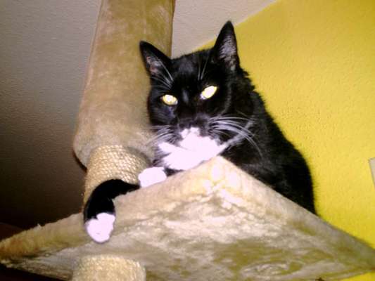 Unsere Sternchen ******-Beitrag-Bild