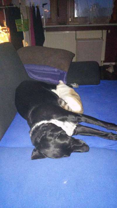 Hund und Katz Momente-Beitrag-Bild