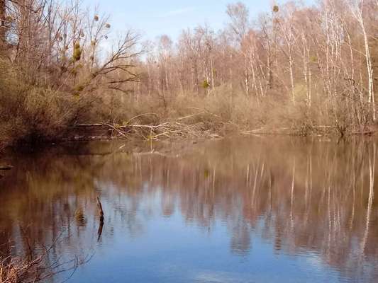 Die wunderschöne Welt mit Hund.-Beitrag-Bild