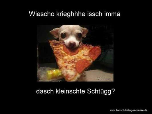 Hunde Memes-Beitrag-Bild