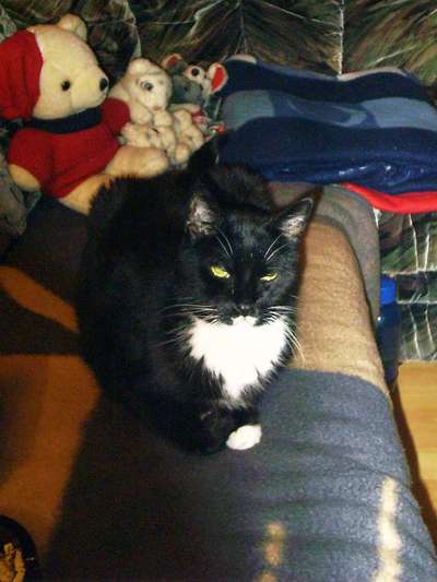 Hund und Katz Momente-Beitrag-Bild