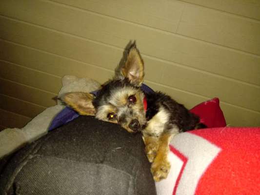 Challenge Nr 14
Eure Fellnasen auf ihrem Lieblingsplatz-Beitrag-Bild