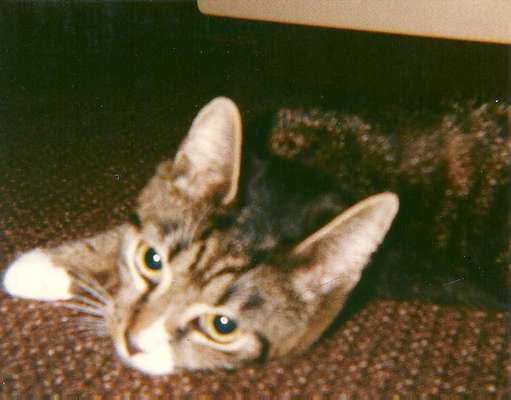 Unsere Fellnasen im Regenbogenland-Beitrag-Bild