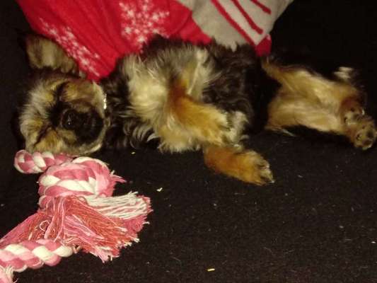 Wo sind die Chihuahua Besitzer ?-Beitrag-Bild