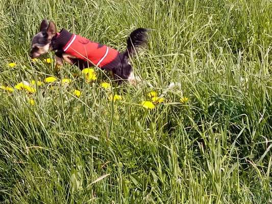 Lieblingsbild von euren Hunden?-Beitrag-Bild