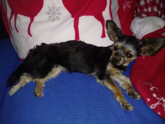 Welpen Bilder !-Beitrag-Bild