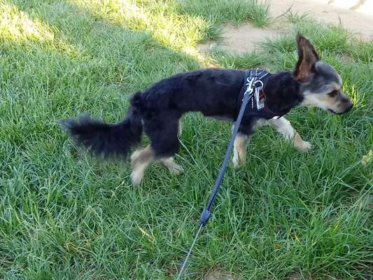 Welpen Bilder !-Beitrag-Bild