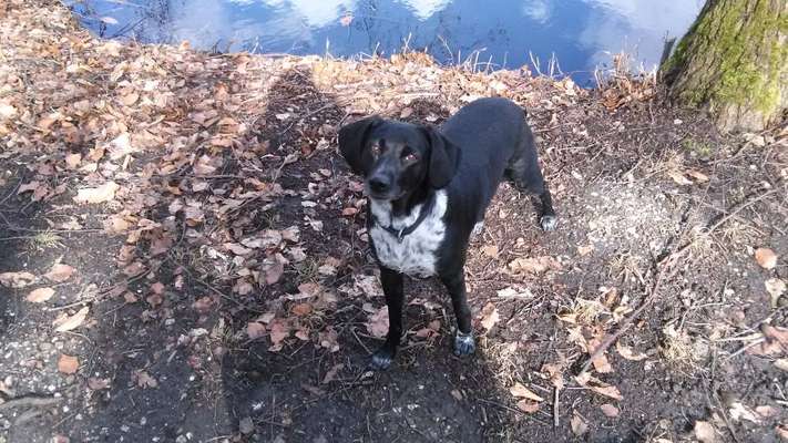 Unsere Fellnasen im Regenbogenland-Beitrag-Bild